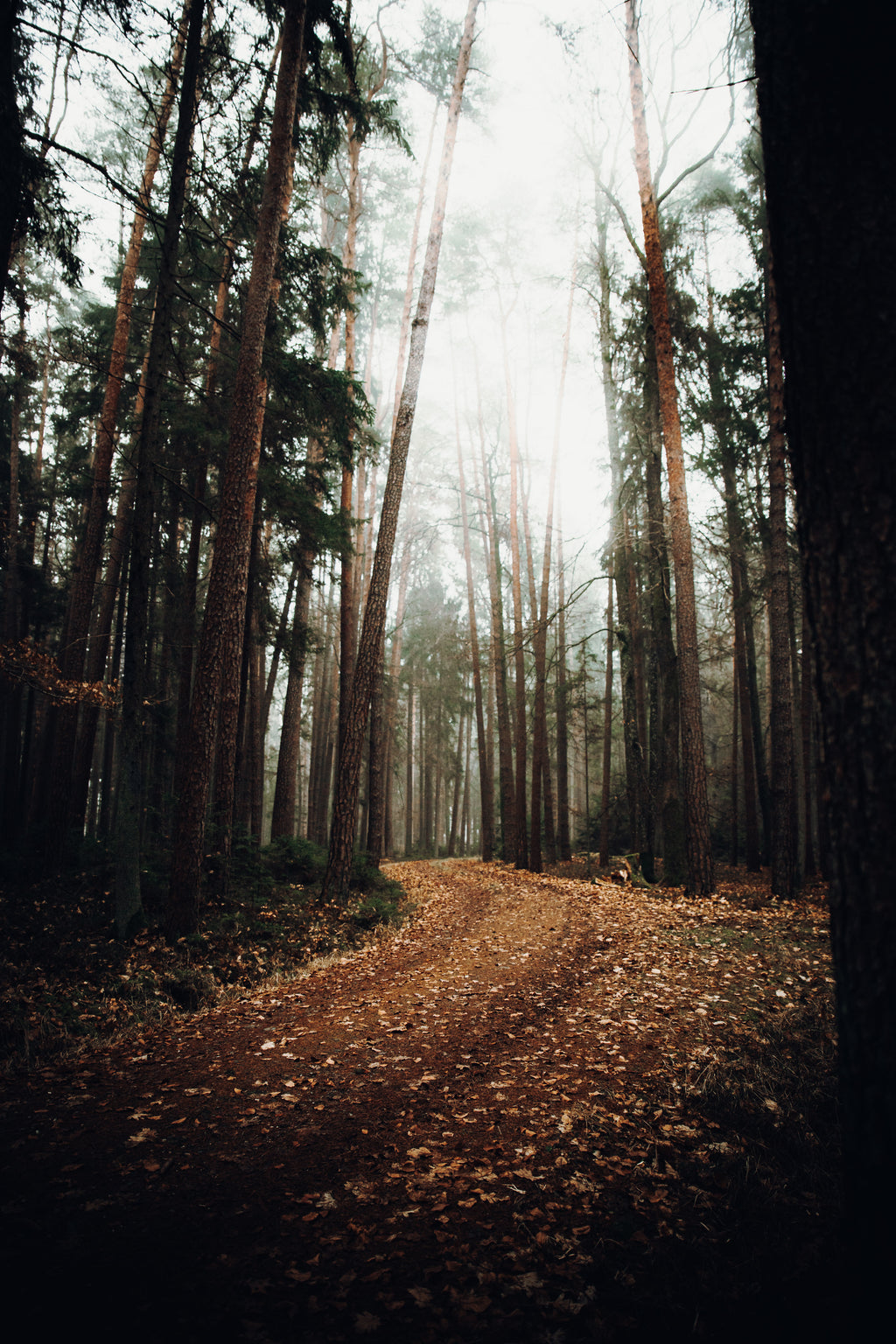 Walk in the Woods - Water Based Room & Linen Spray 250ml