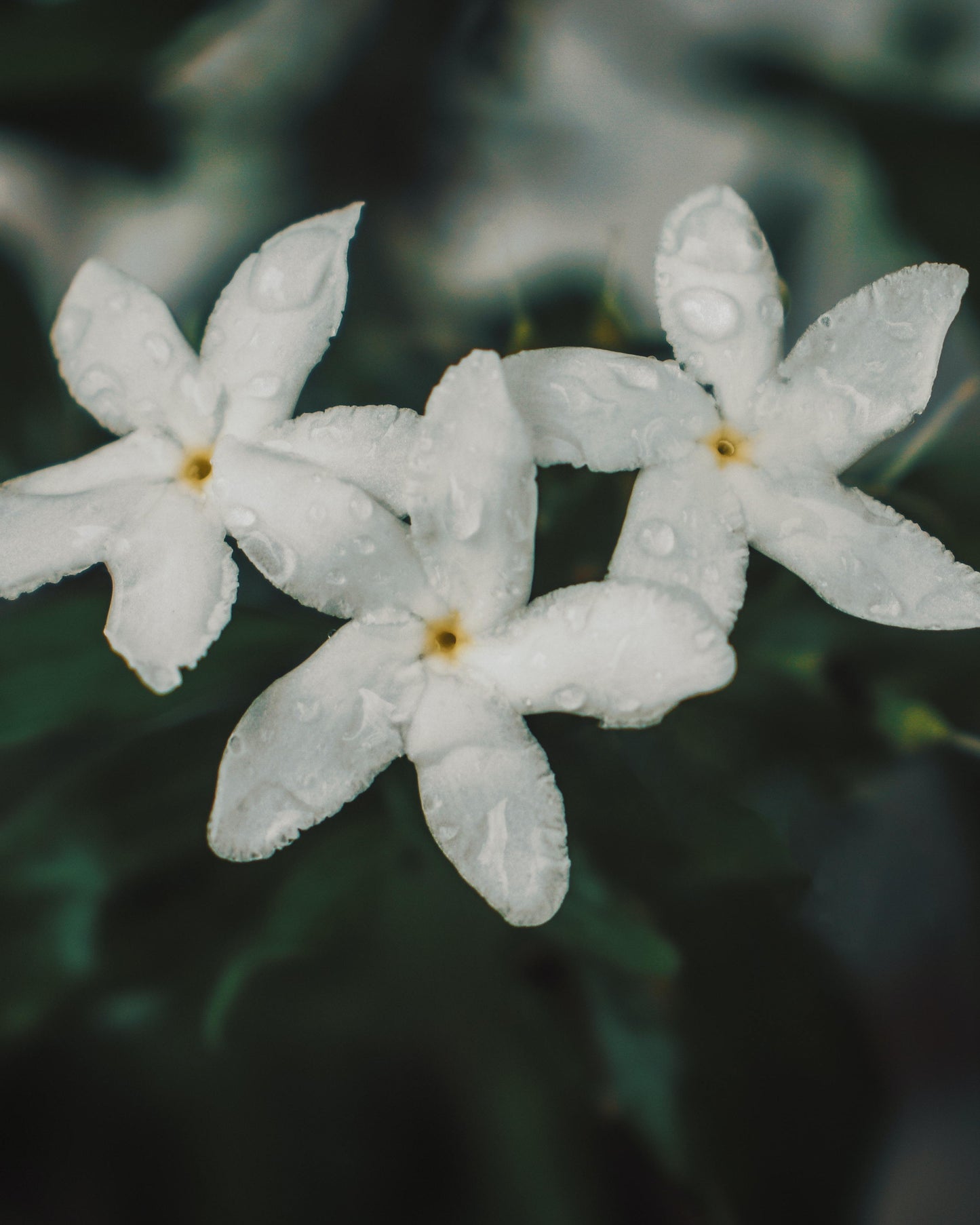 Sweet Floral